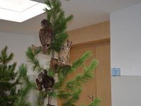 2019 hegeringschau 029