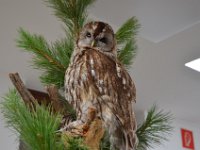 2019 hegeringschau 030